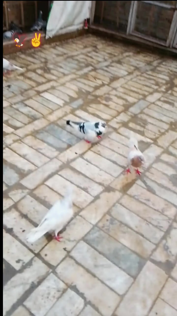 @J&acirc;v&atilde;&icirc;d &Atilde;hm&auml;d