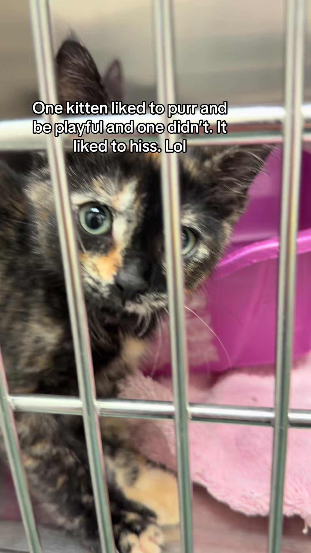 @ArlingtonAnimalHospitalsk