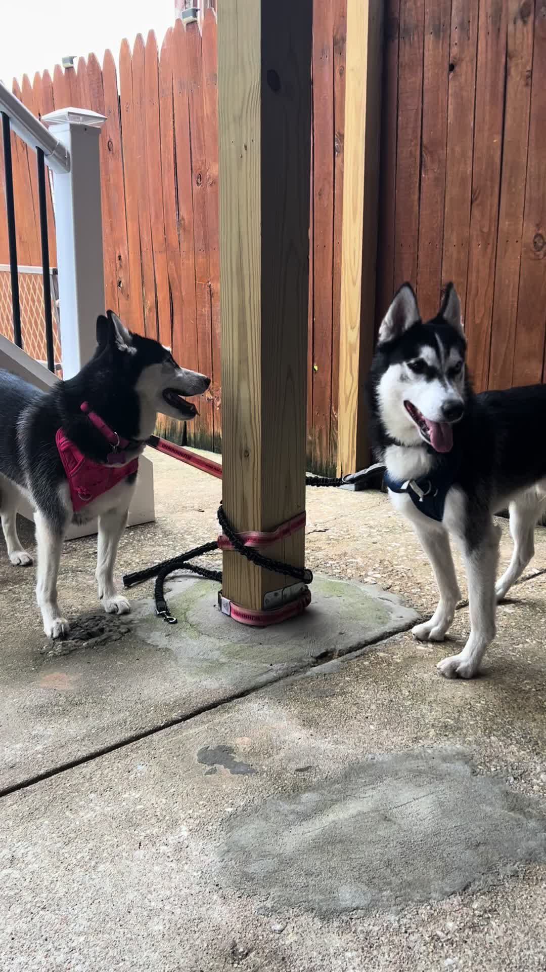 @🌺Crystal&herhuskies🐾