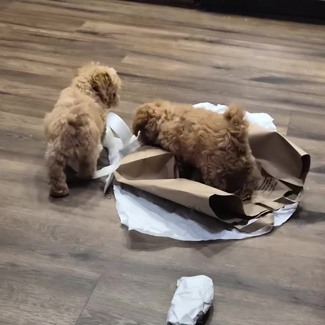 @Barb's Precious Pups