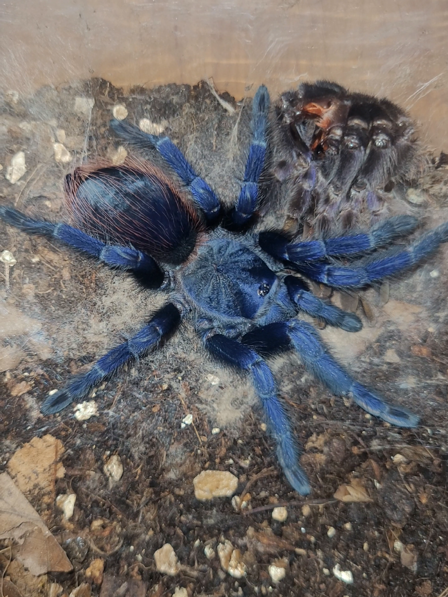 @Beast.spiders