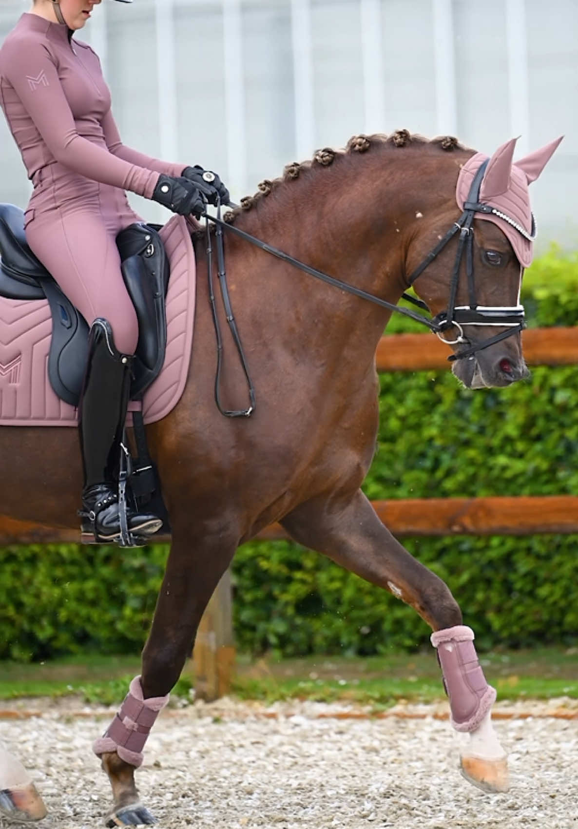 @Maximilian Equestrian
