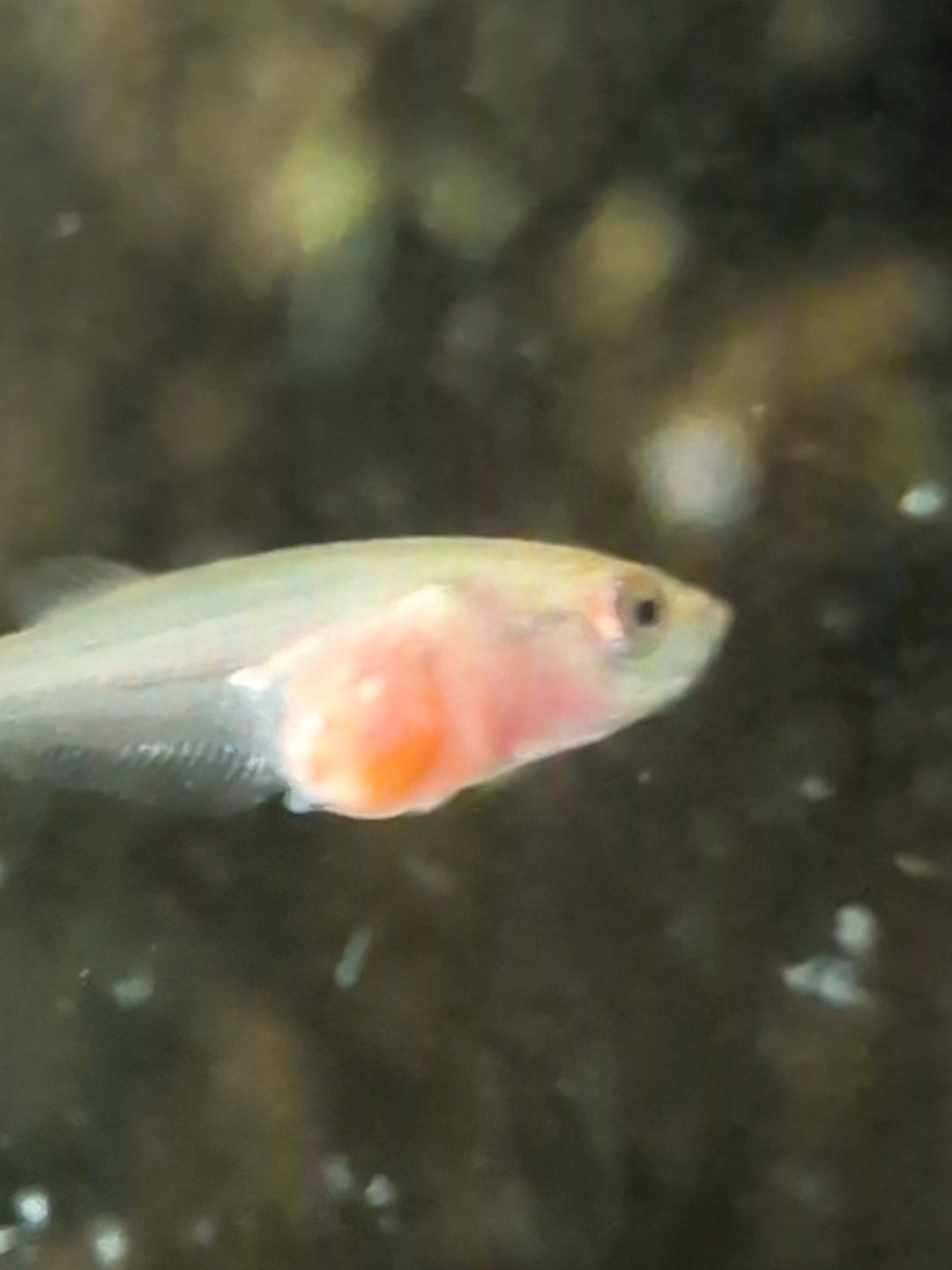 @Wicked Bettas