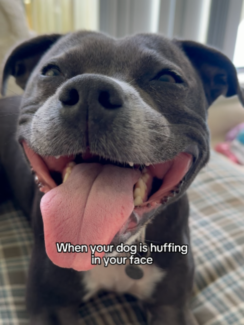 @Happy Staffy Co