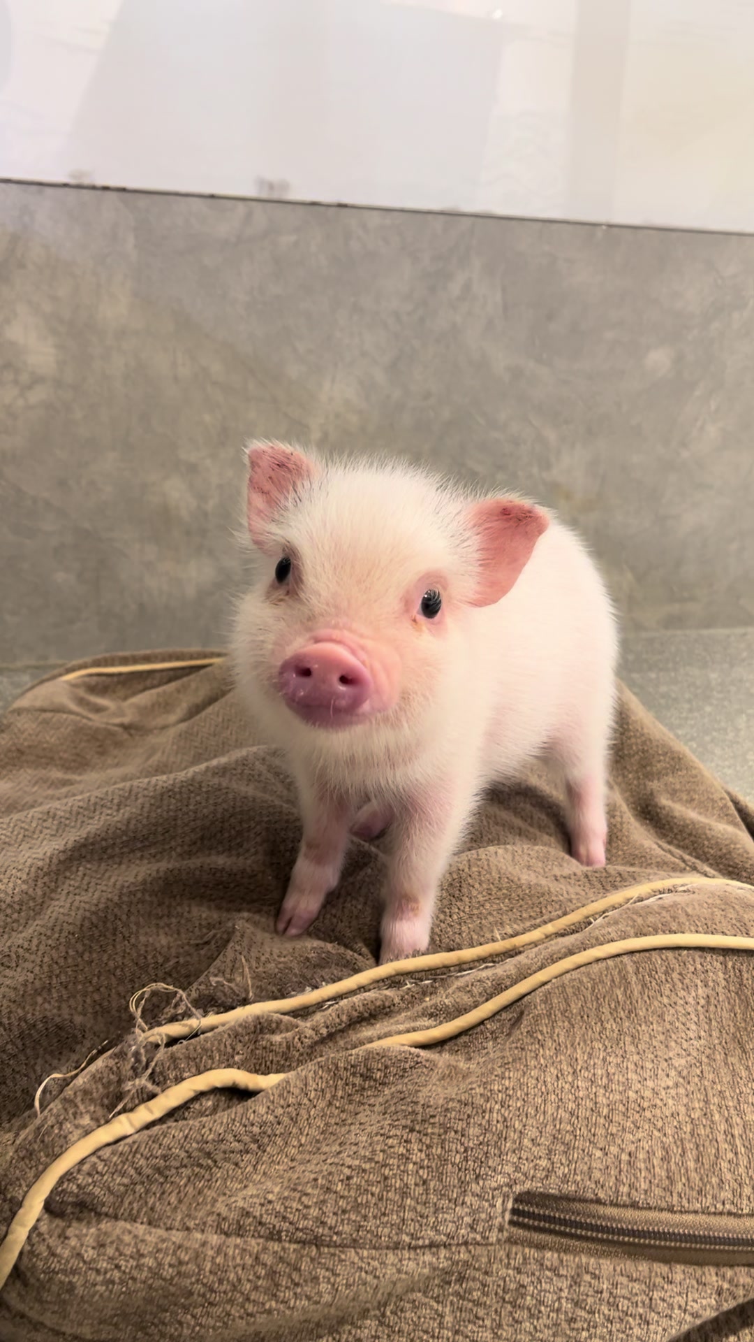 @pignic