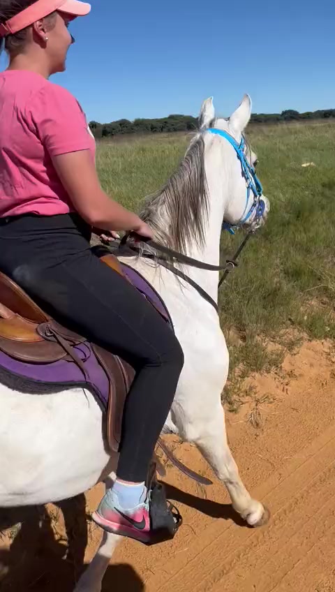 @uitzicht_arabian_stud