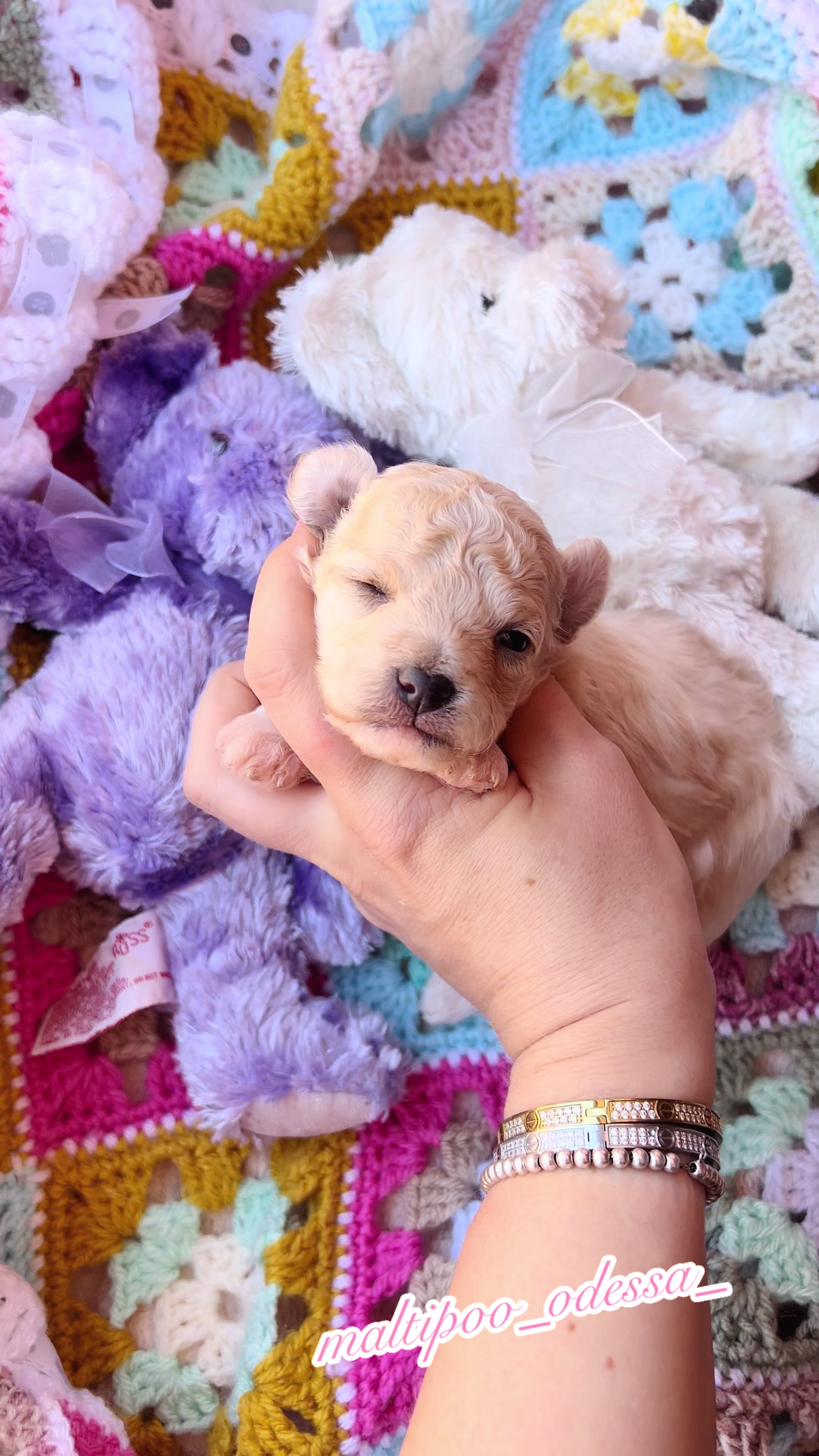 @maltipoo_odessa_