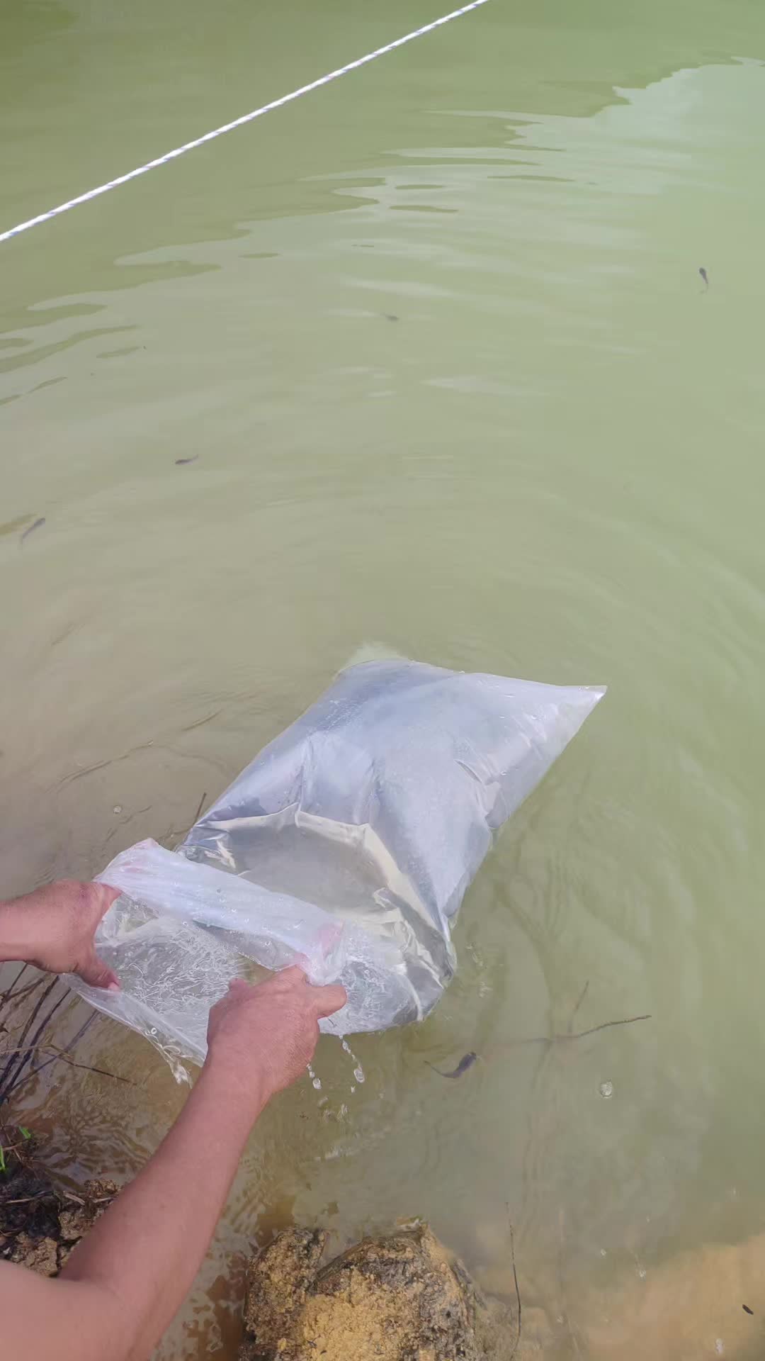 @2-yo orifishing