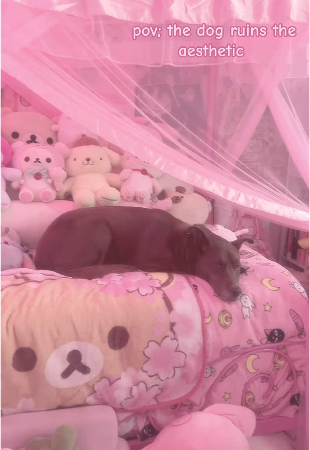 @໒꒰ྀིᵔ ᵕ ᵔ ꒱ྀི১