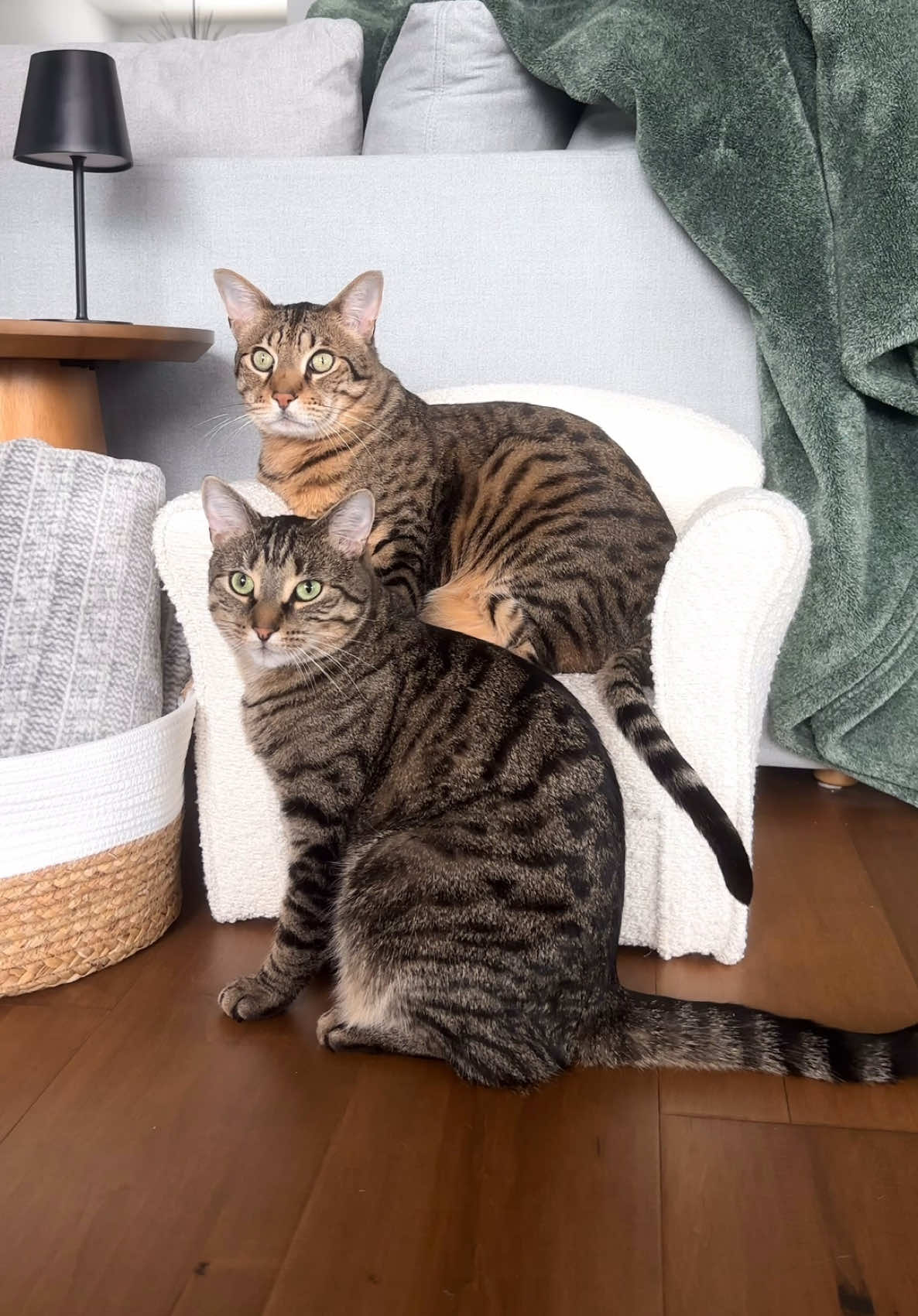 @dexterboycat 🐆♥️