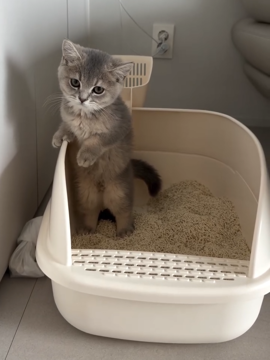 @Chonky World Of Cats