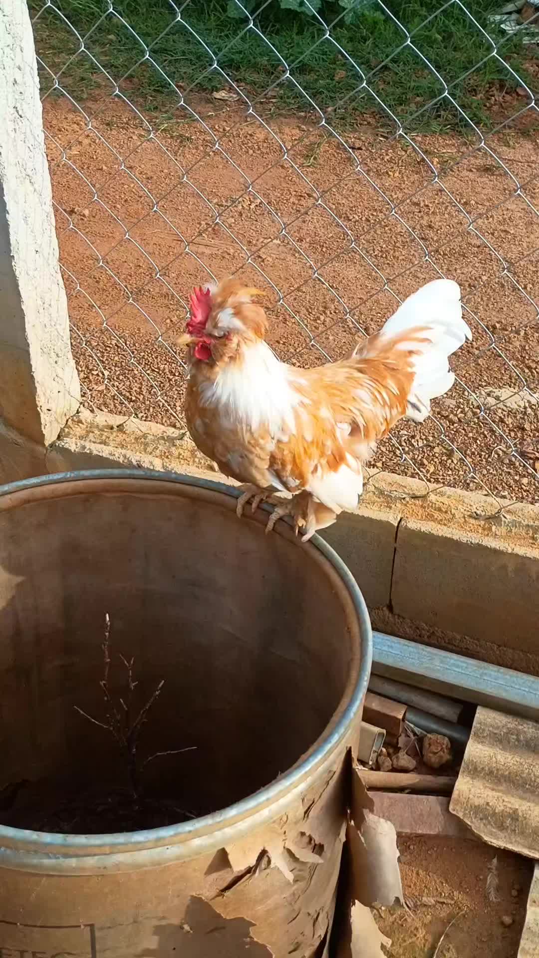 @🐔CRIAT&Oacute;RIO MZ🐓
