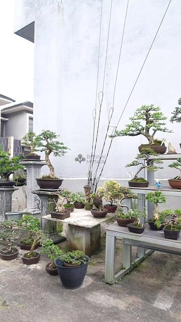 @Bonsai Mungil