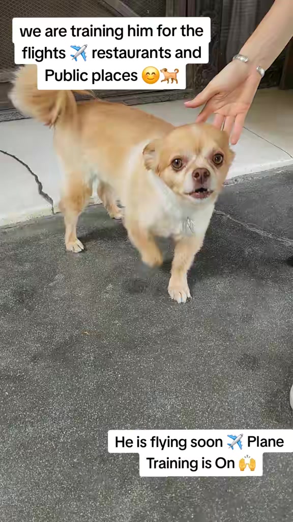 @Abhilasha - DogTrainer