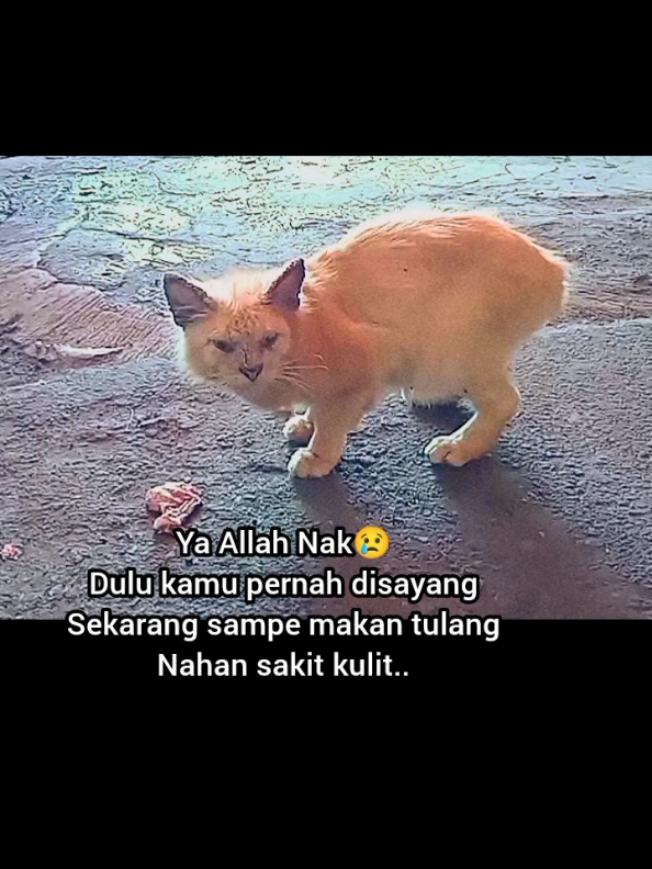 @Kucing Rumah Ronal