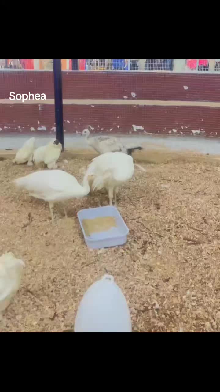 @Sophea