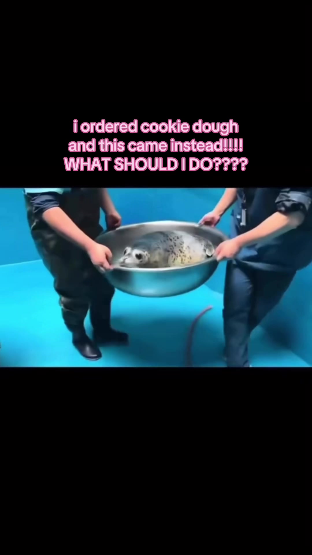 @seal lover 🦭⋆˚꩜｡⋆˚🩵