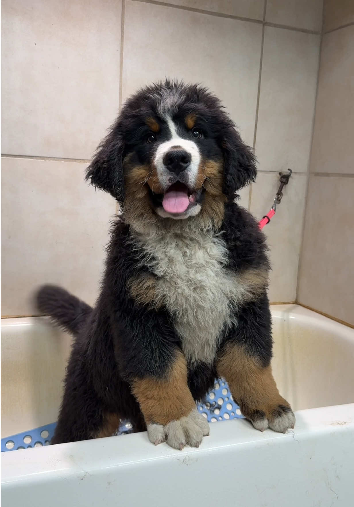 @Alpenspirit Bernese