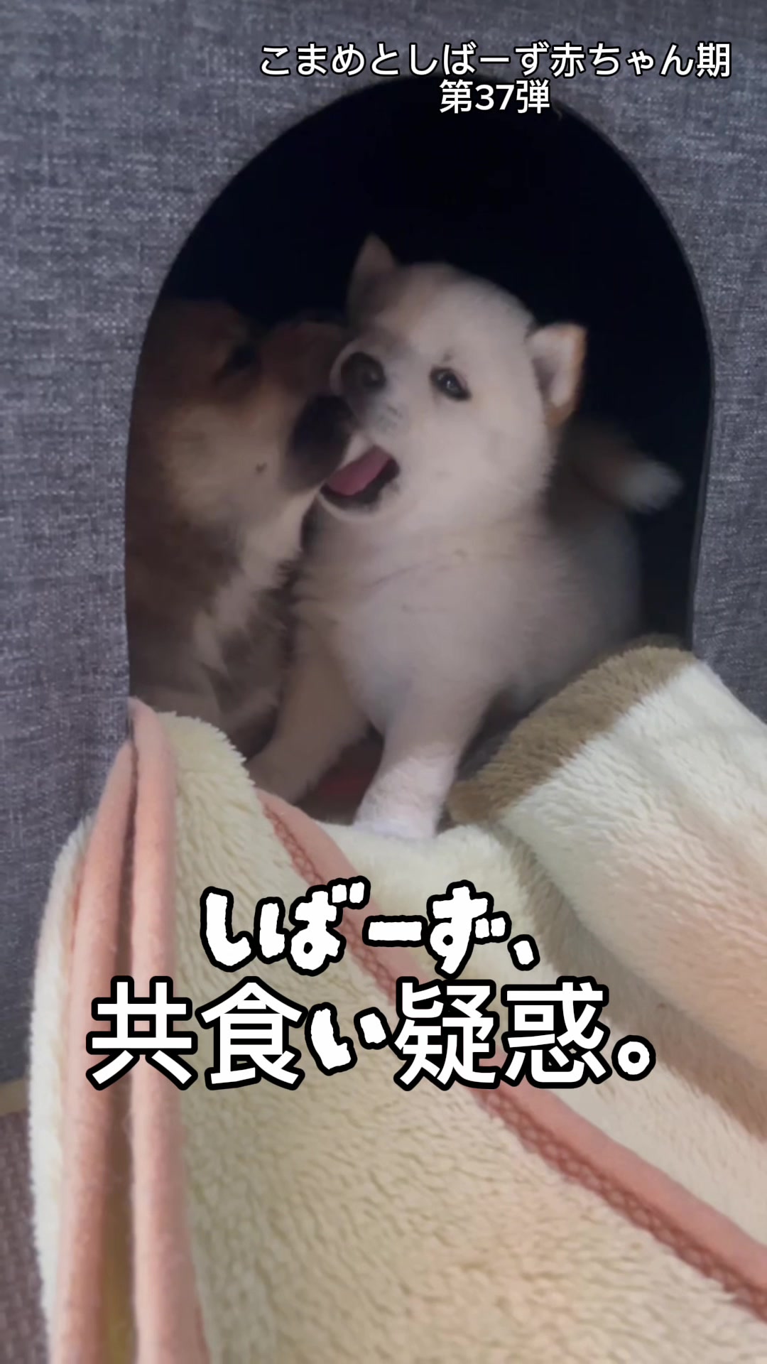 @こまめとしばーず🐾