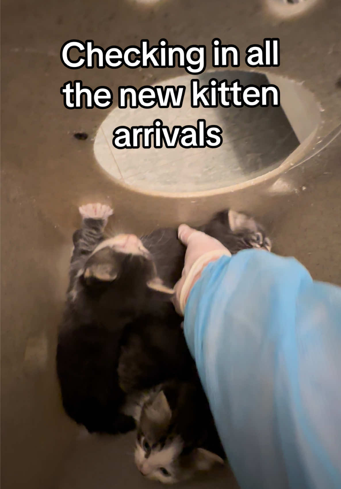 @PAWS