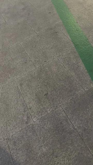 @𓃗