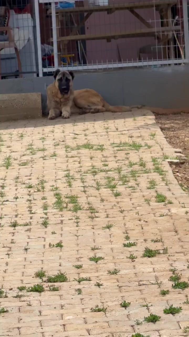 @Ahmet ÖZeN