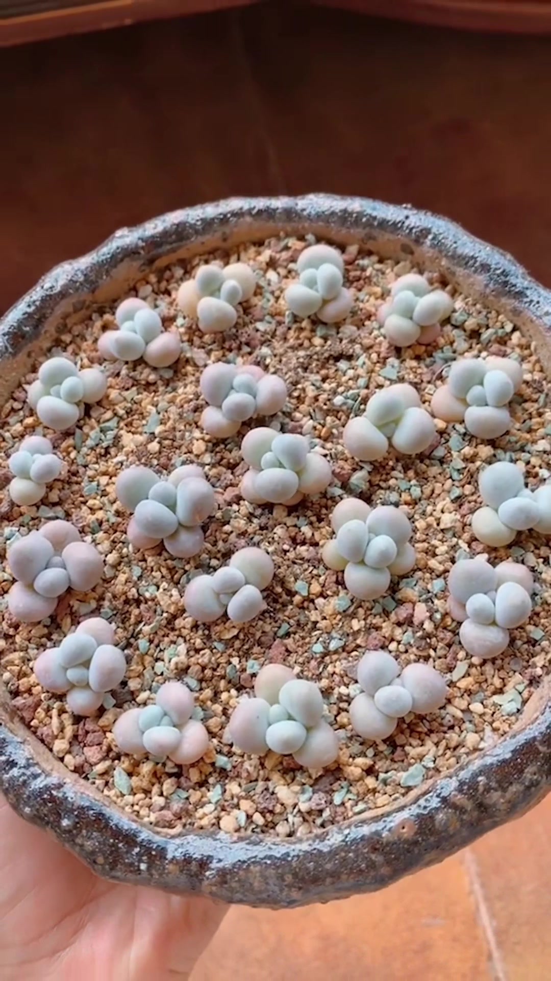 @Succulent Garden