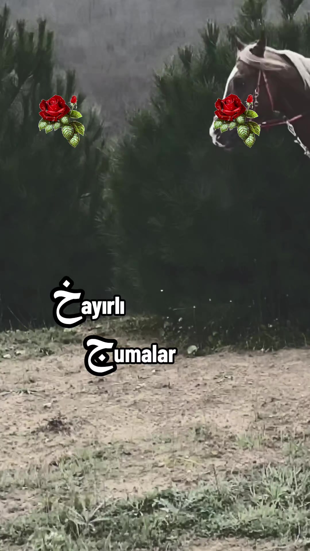 @tekbirr_Allah