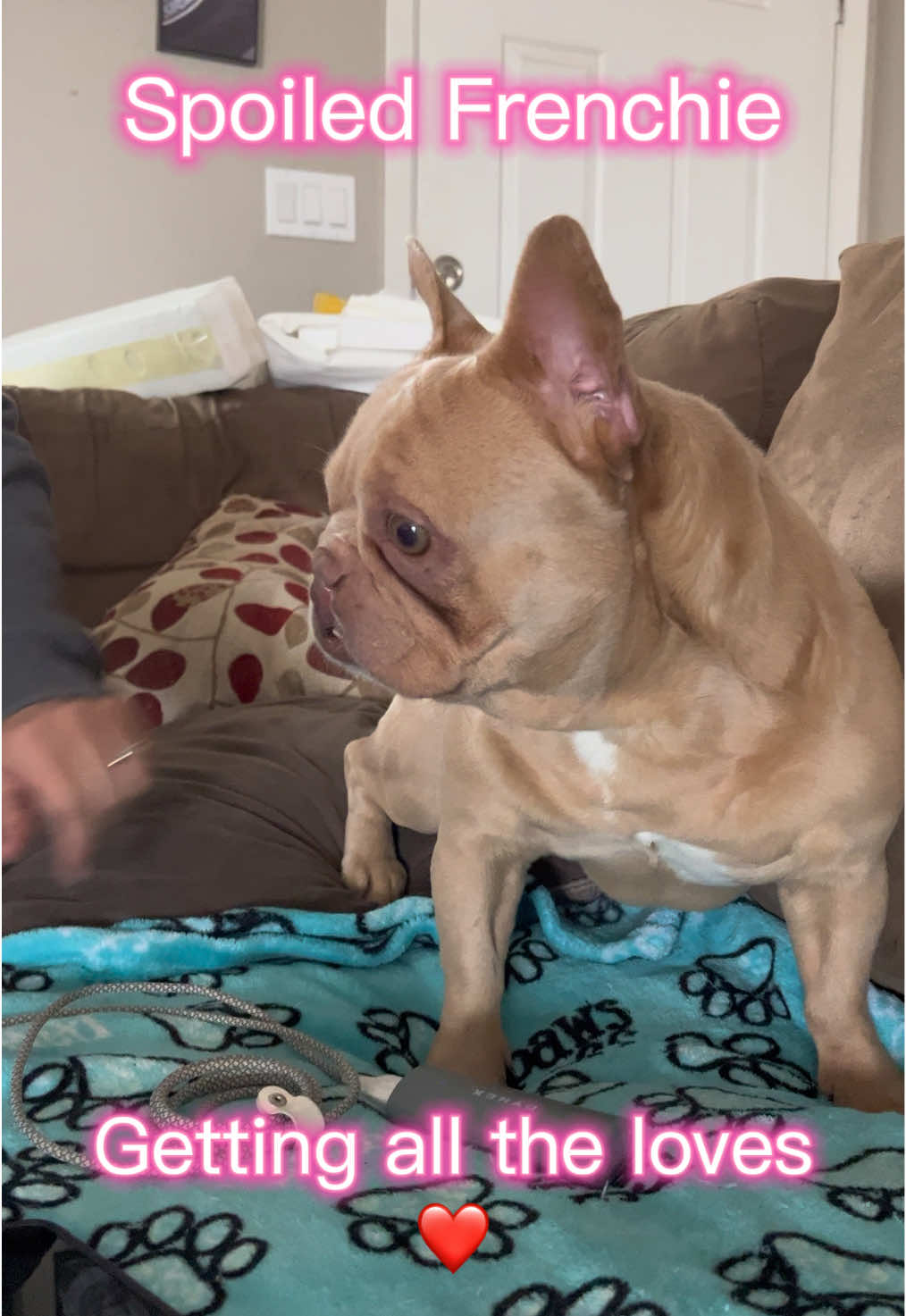 @Peanut the Frenchie 🐾