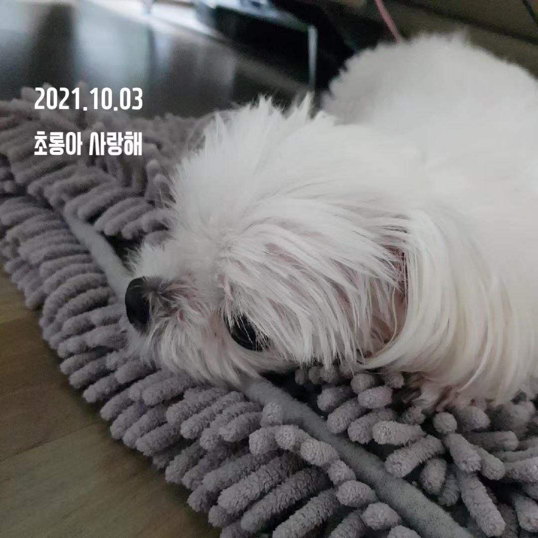 @초롱맘