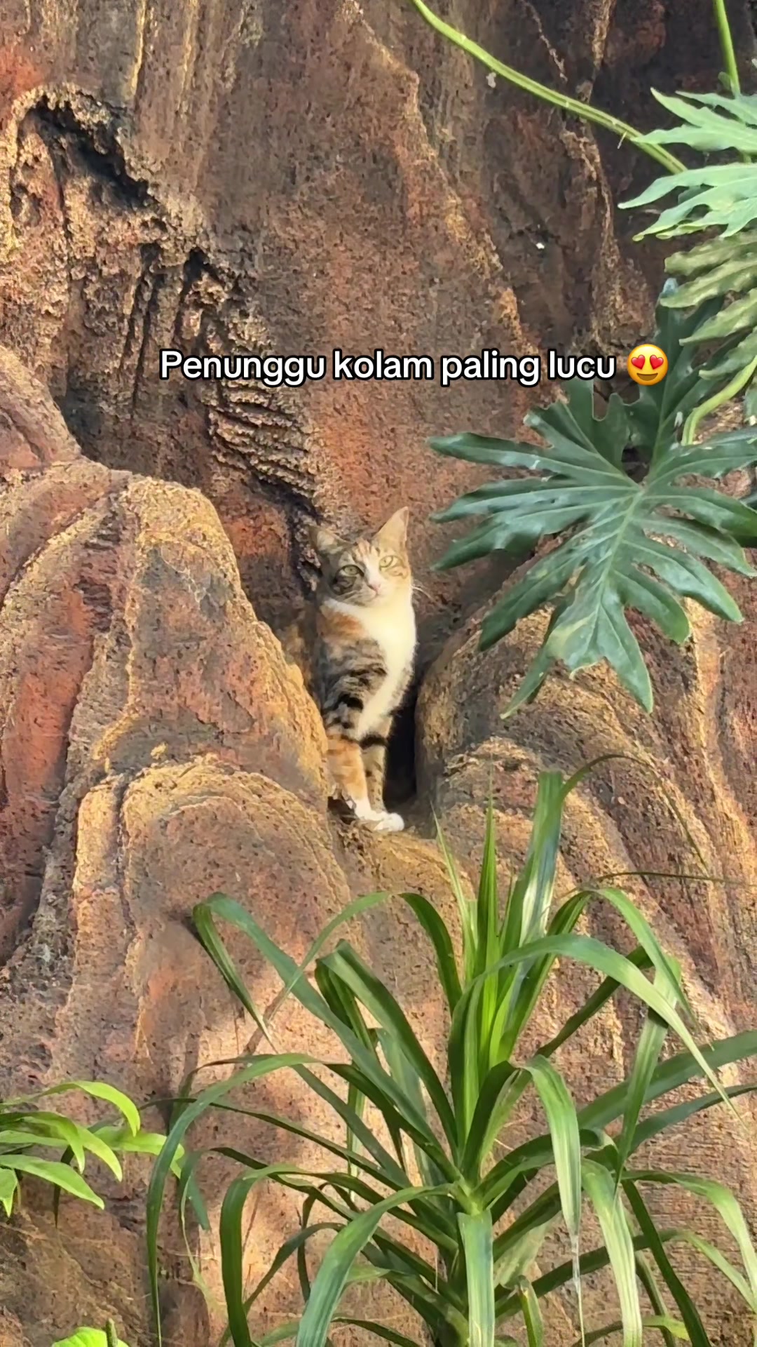 @PETGROW : CAT GROOMING MALANG