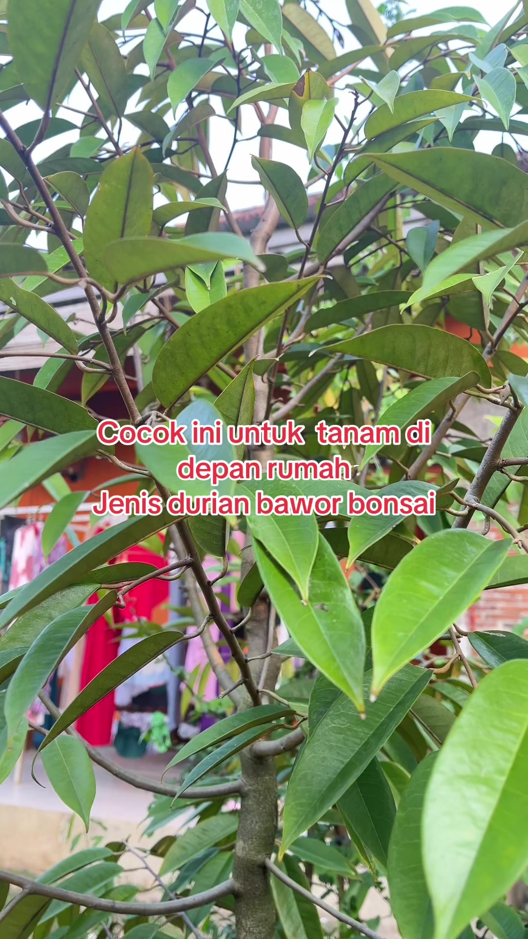 @RATU BIBIT