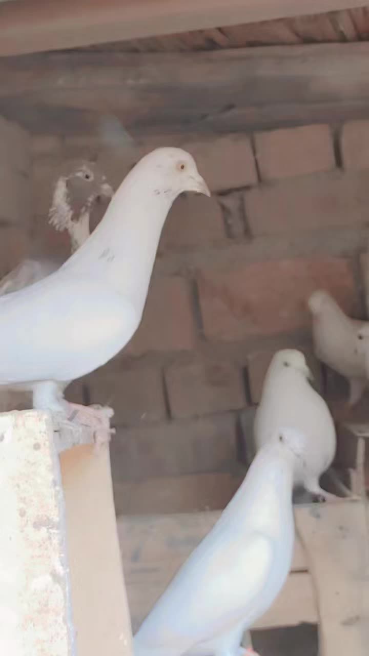 @a. k. khan