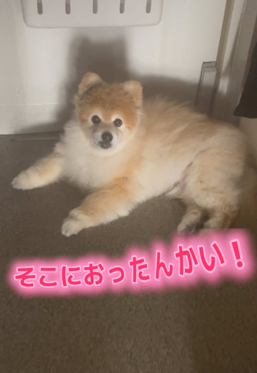 @ポメラニアン🐾えびす