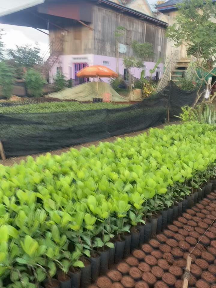 @Nim 🐶