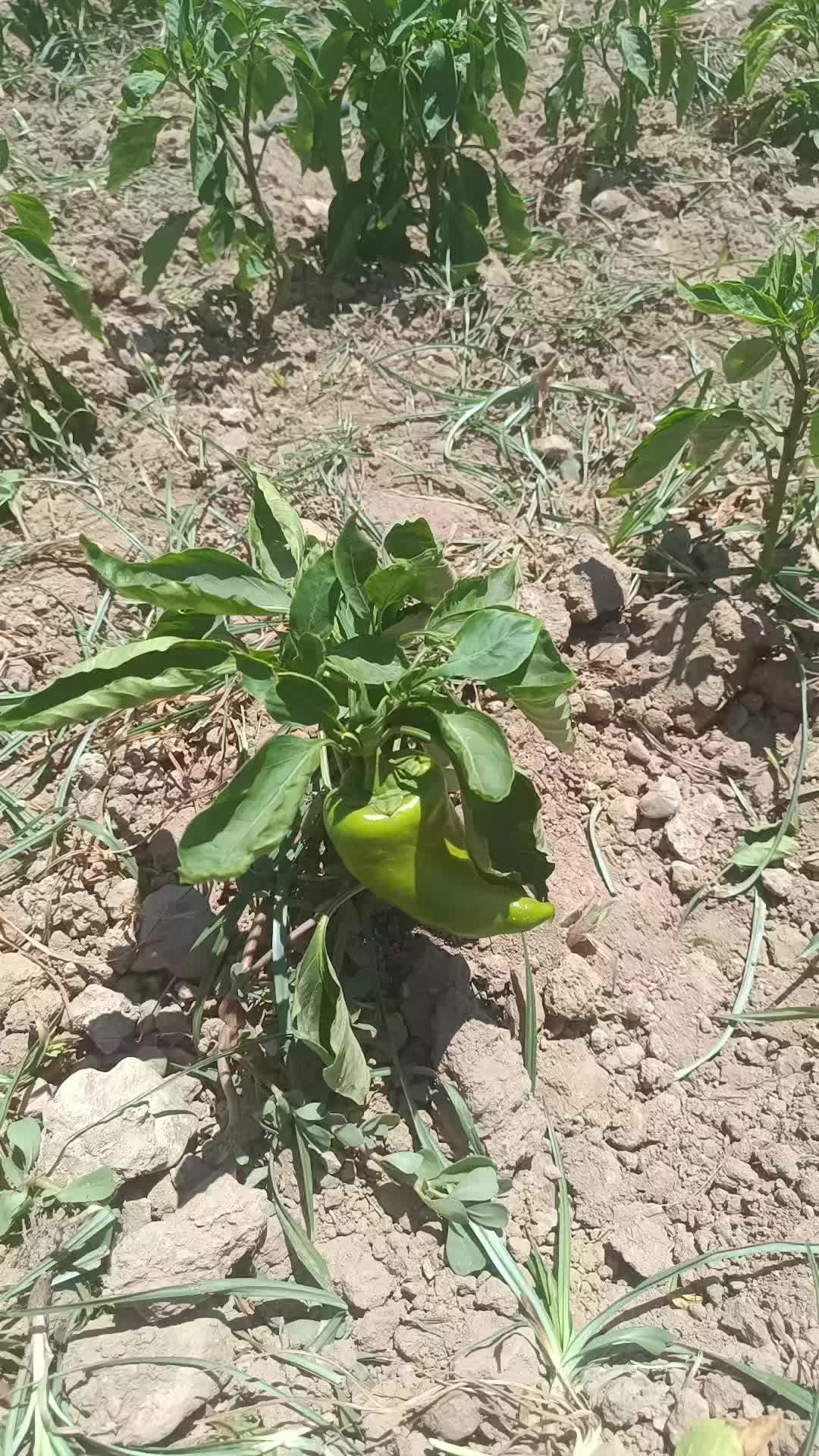 @Salih Öztürk