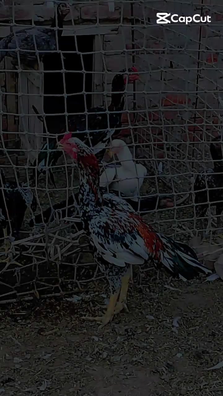 @@𝐀mbarsariy𝐚♨️