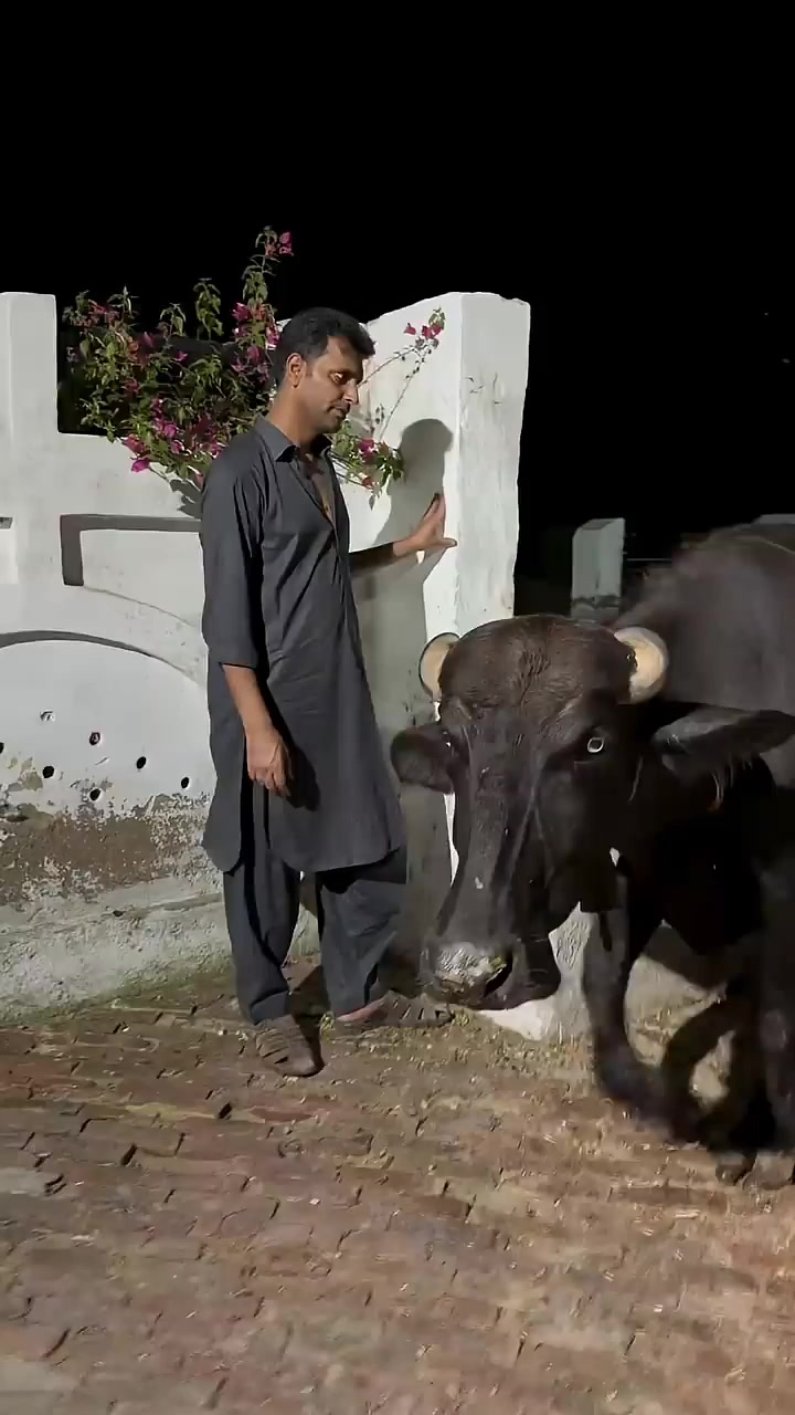 @GUJJAR DAIRY FARM