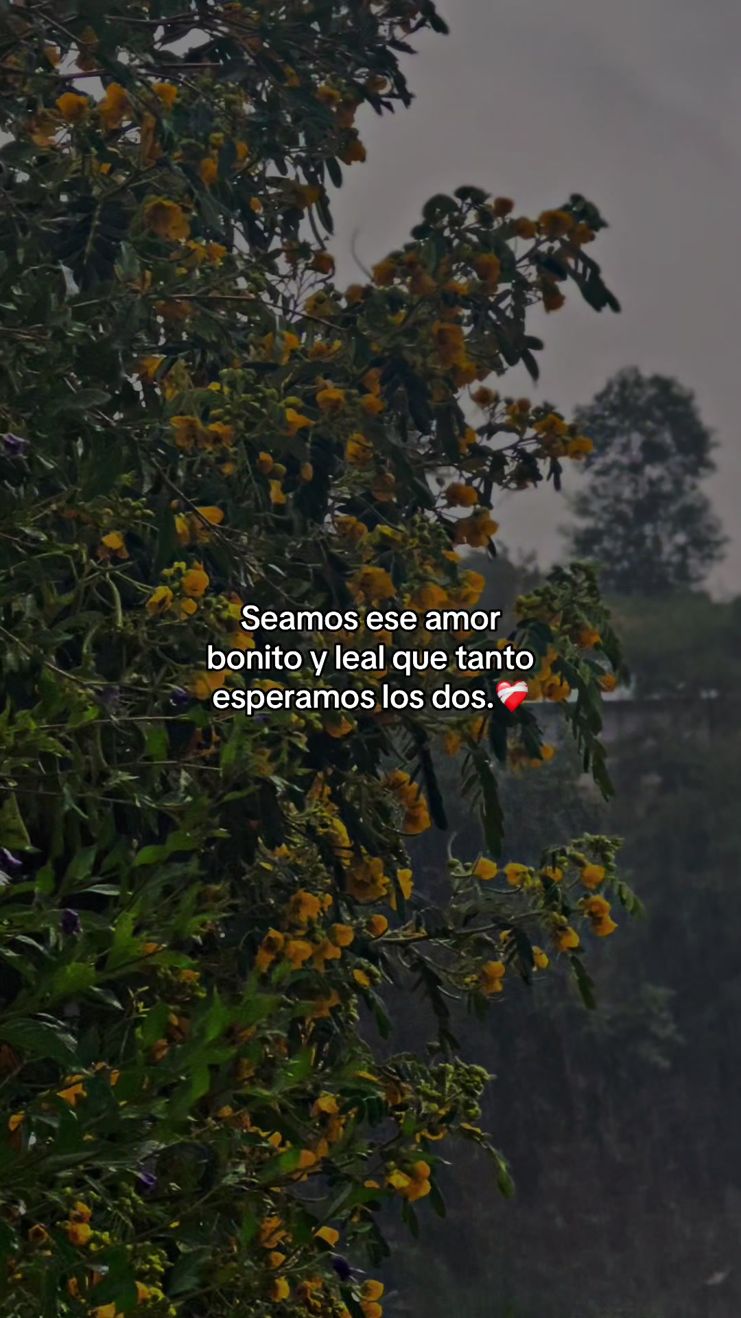 @🧃fracesgtjr🧃