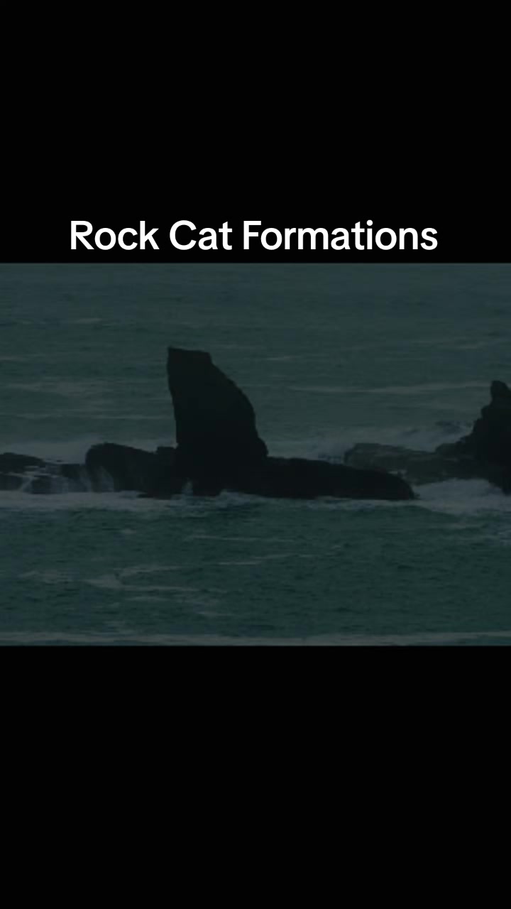 @Random Cat Stuff