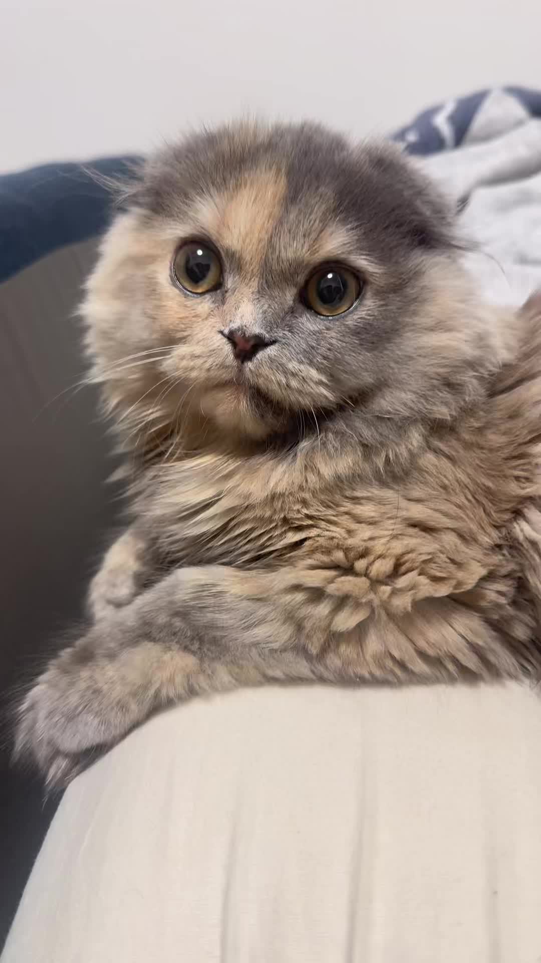 @マイクワゾウスキー