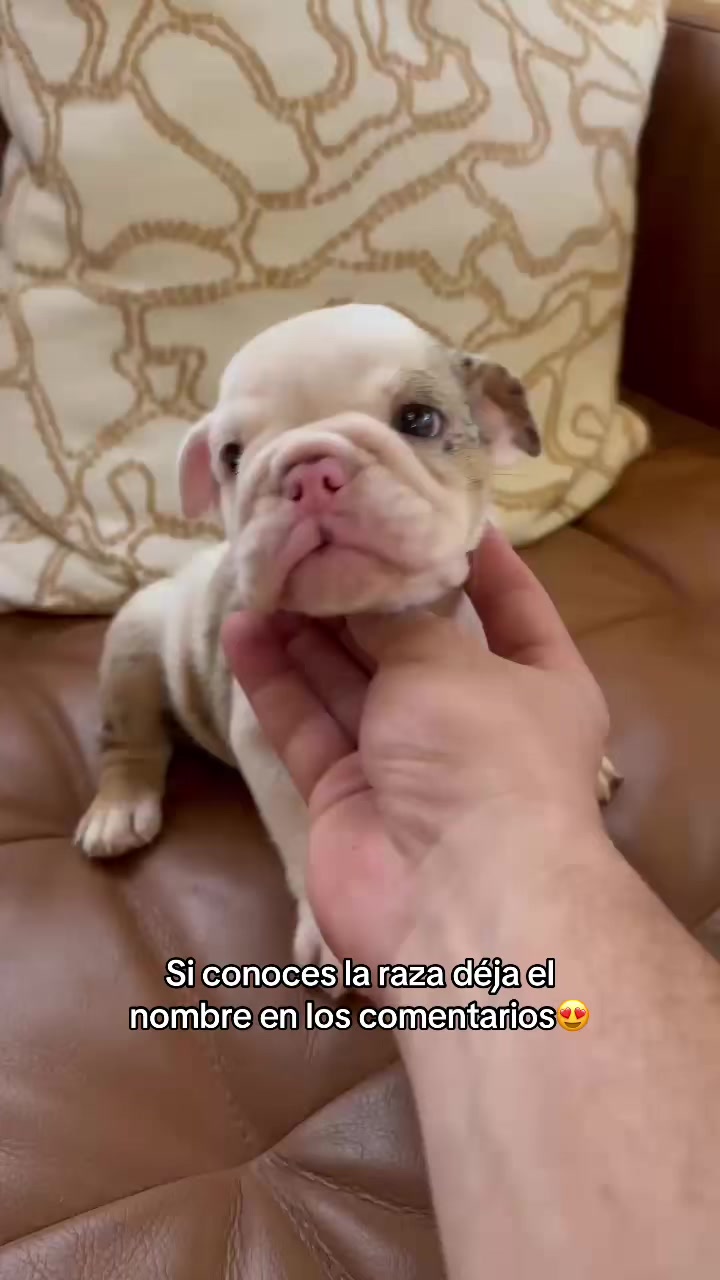 @Dogsr_rd1