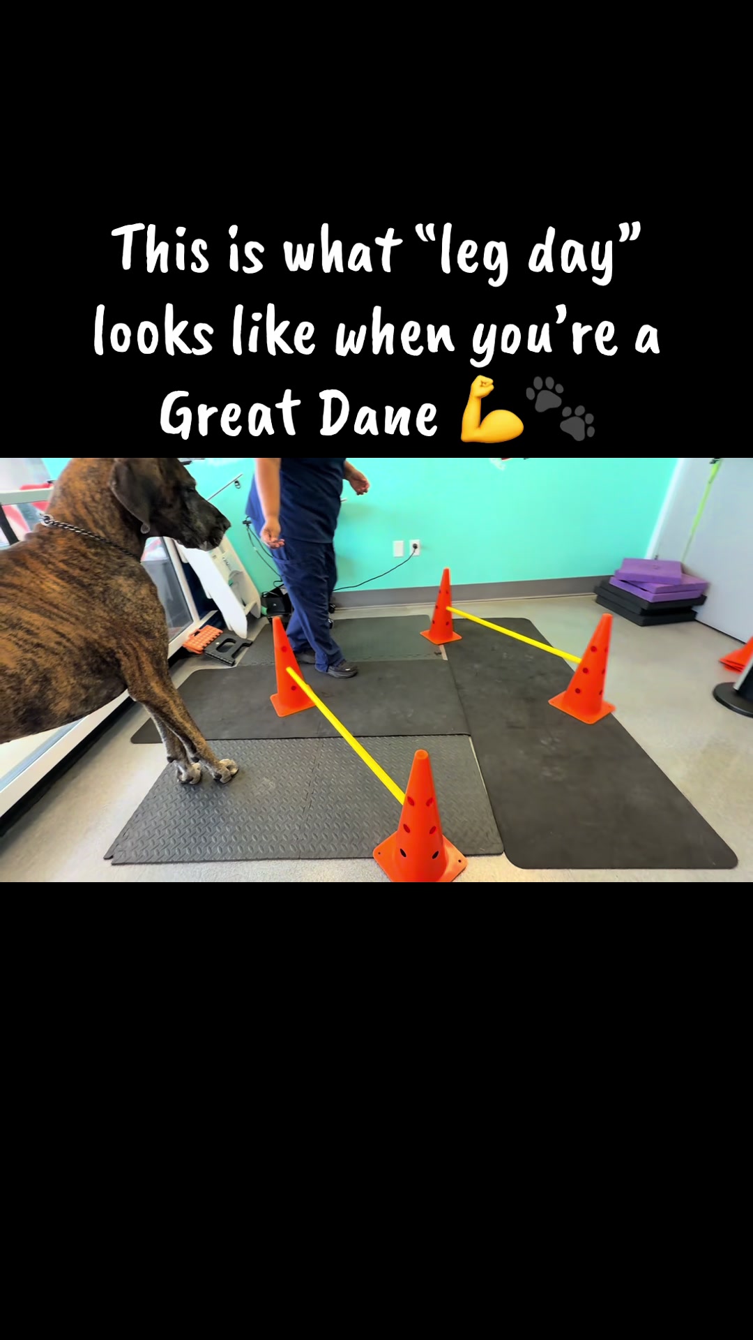 @Anders Bees Knees Great Dane