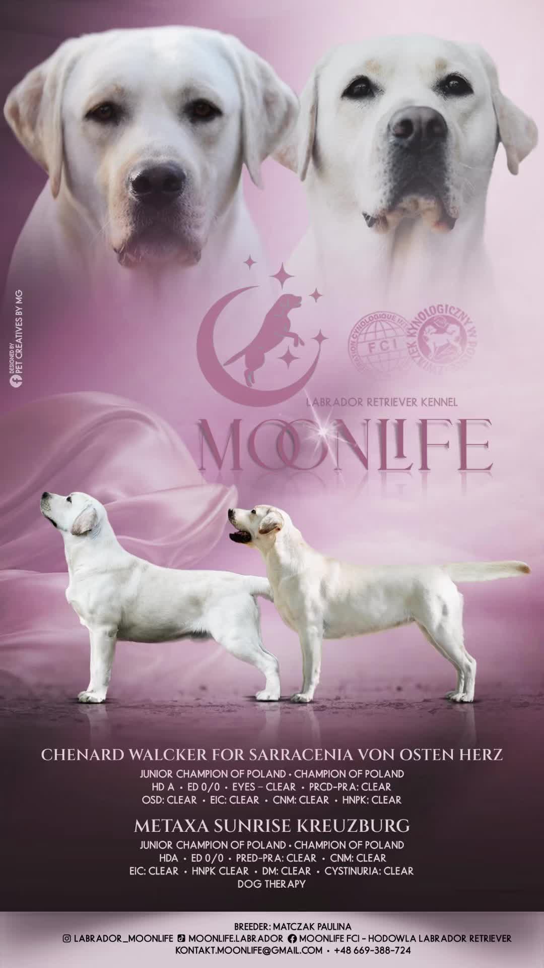 @Moonlife -Labrador Retriever