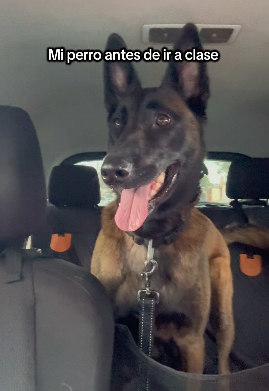 @simon_elmalinois