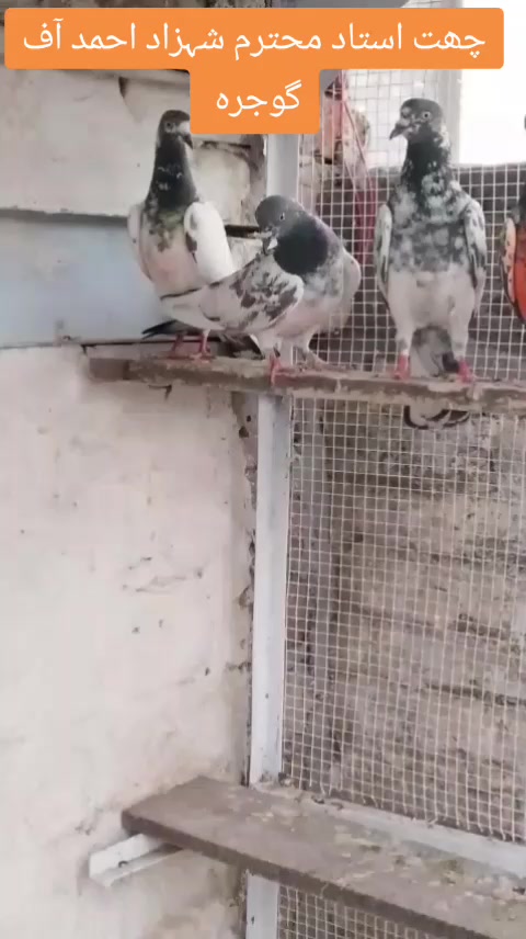 @LadlaBaloch313bv