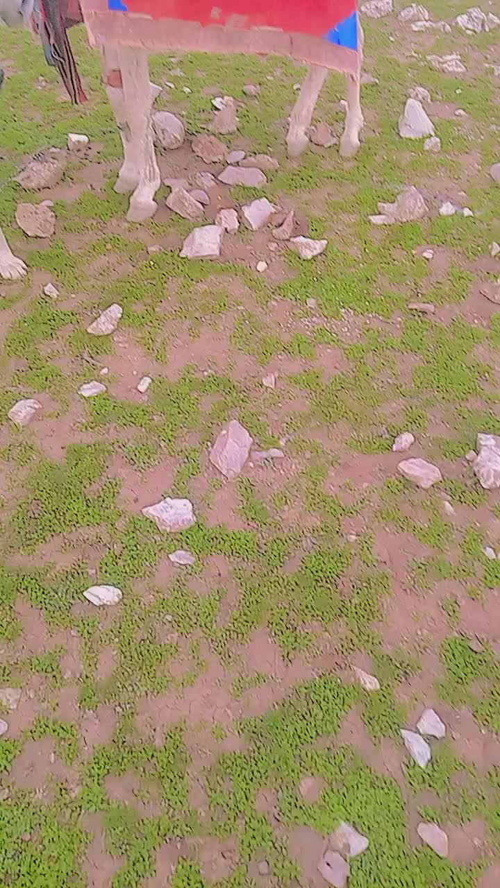 @جابر الهيبي