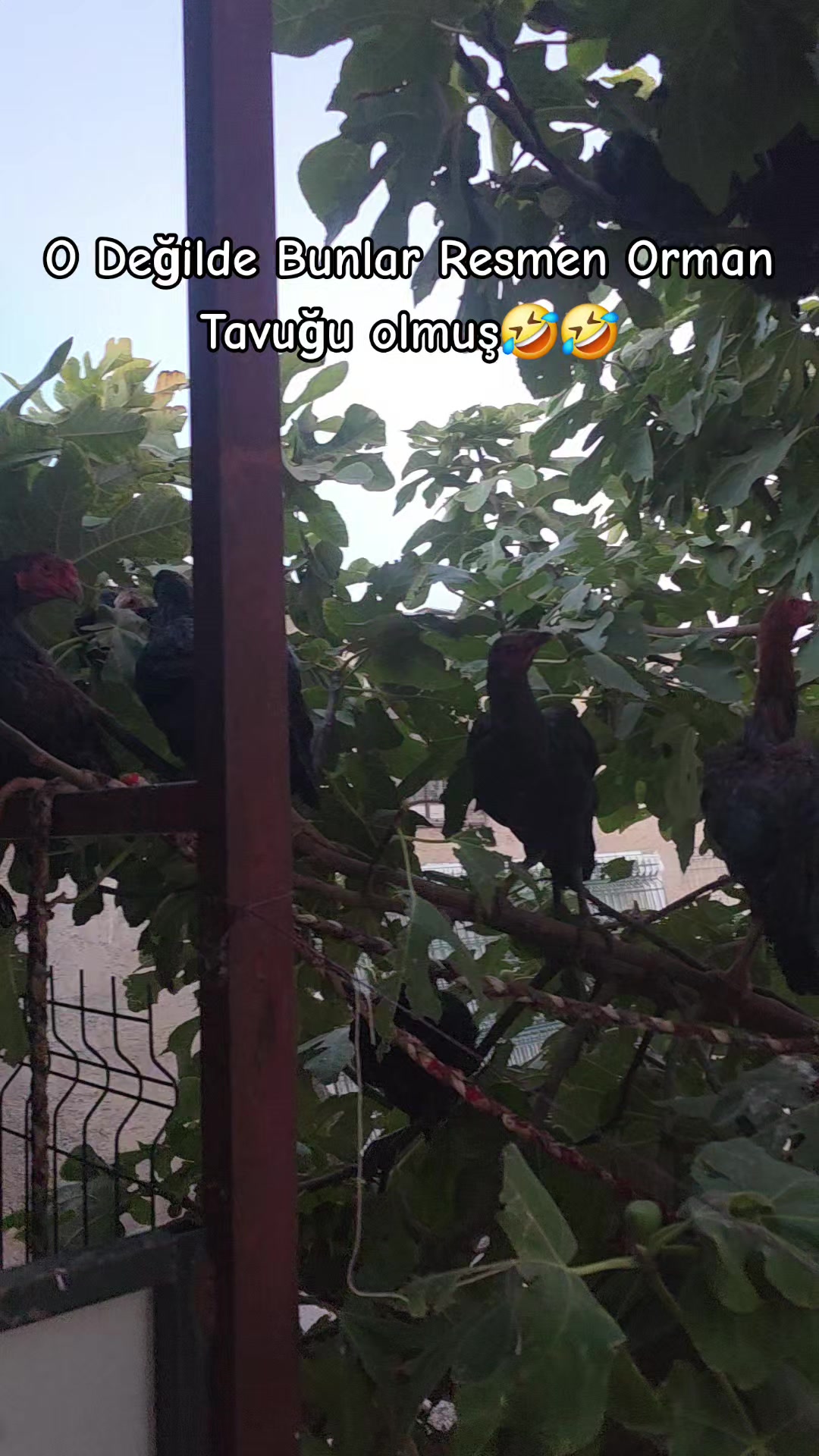 @Barbaros&Ccedil;iftliği