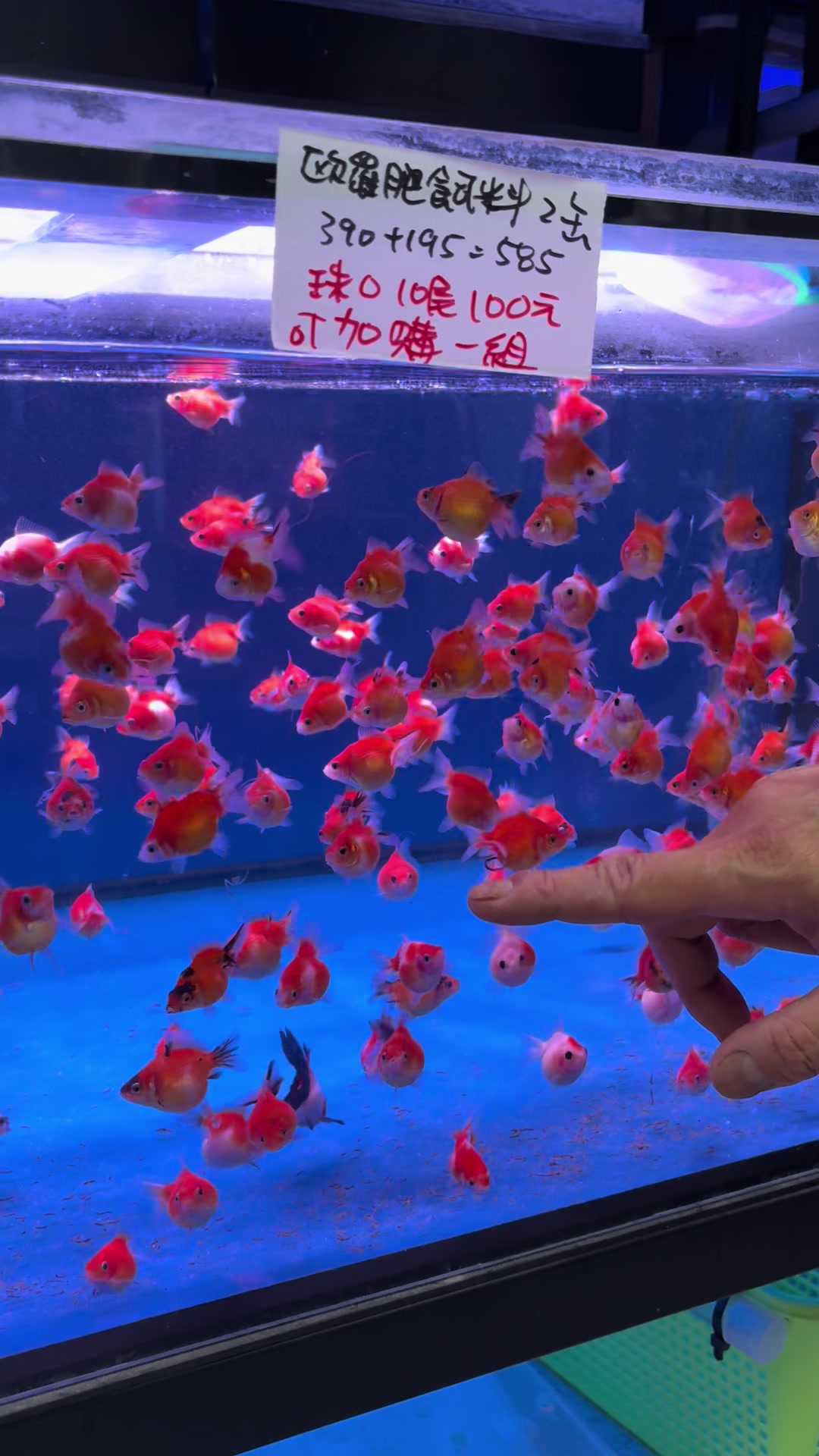 @招財魚水族精品