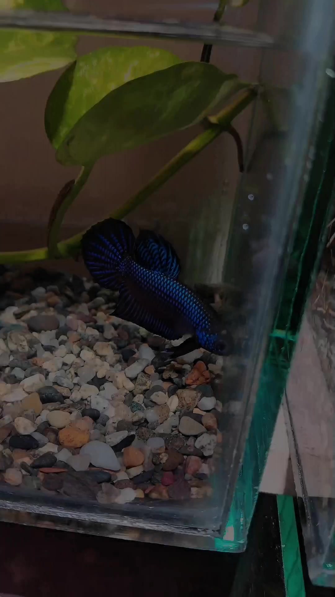 @JRISON.Betta